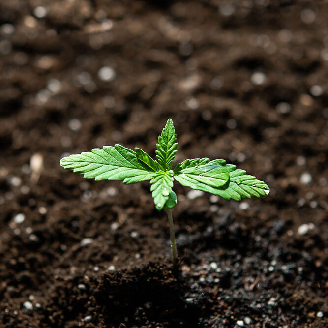 The stage of vegetation hemp. Seedling in the ground in the sun, cultivation in an indoor marijuana Macro. A small plant of cannabis seedlings.